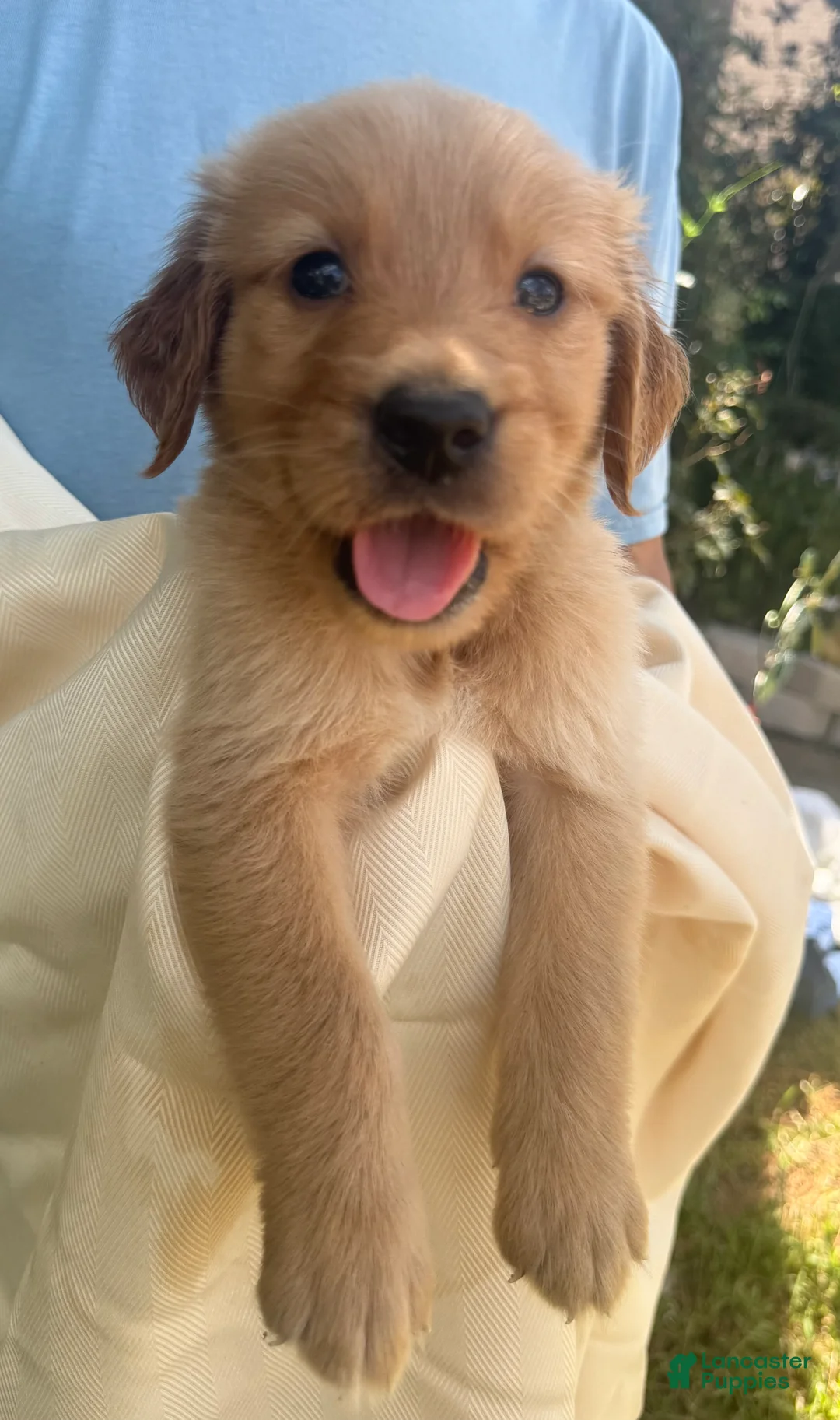 Golden Retriever dogs for sale: Kit - Ad 2