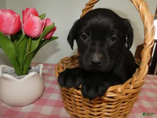 Labrador Retriever dogs Labrador Retriever Puppy 5 Skettles - Ad 32