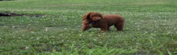 Standard Poodle dogs for sale: Cooper moyen - Ad 4