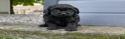 Miniature Poodle dogs for sale: Annamae Miniature Poodle Puppy  - Ad 4