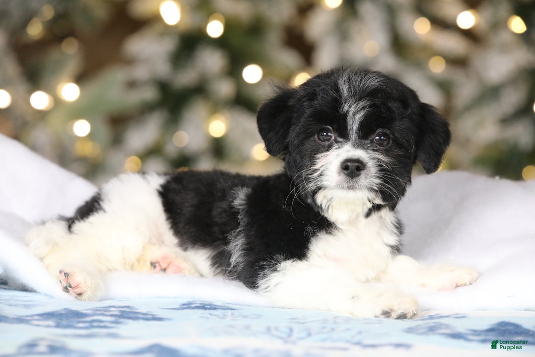 Teddy Bear dogs for sale: Noelle - Ad 38