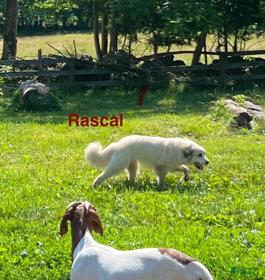 Great Pyrenees dogs Great Pyrenees 2 - Ad 17
