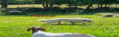 Great Pyrenees 2