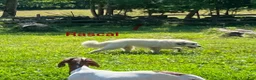 Great Pyrenees dogs for sale: Great Pyrenees 2 - Ad 1