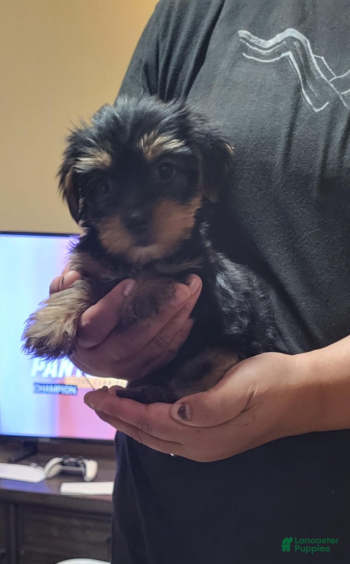Yorkshire Terrier dogs Lil Bit  - Ad 1