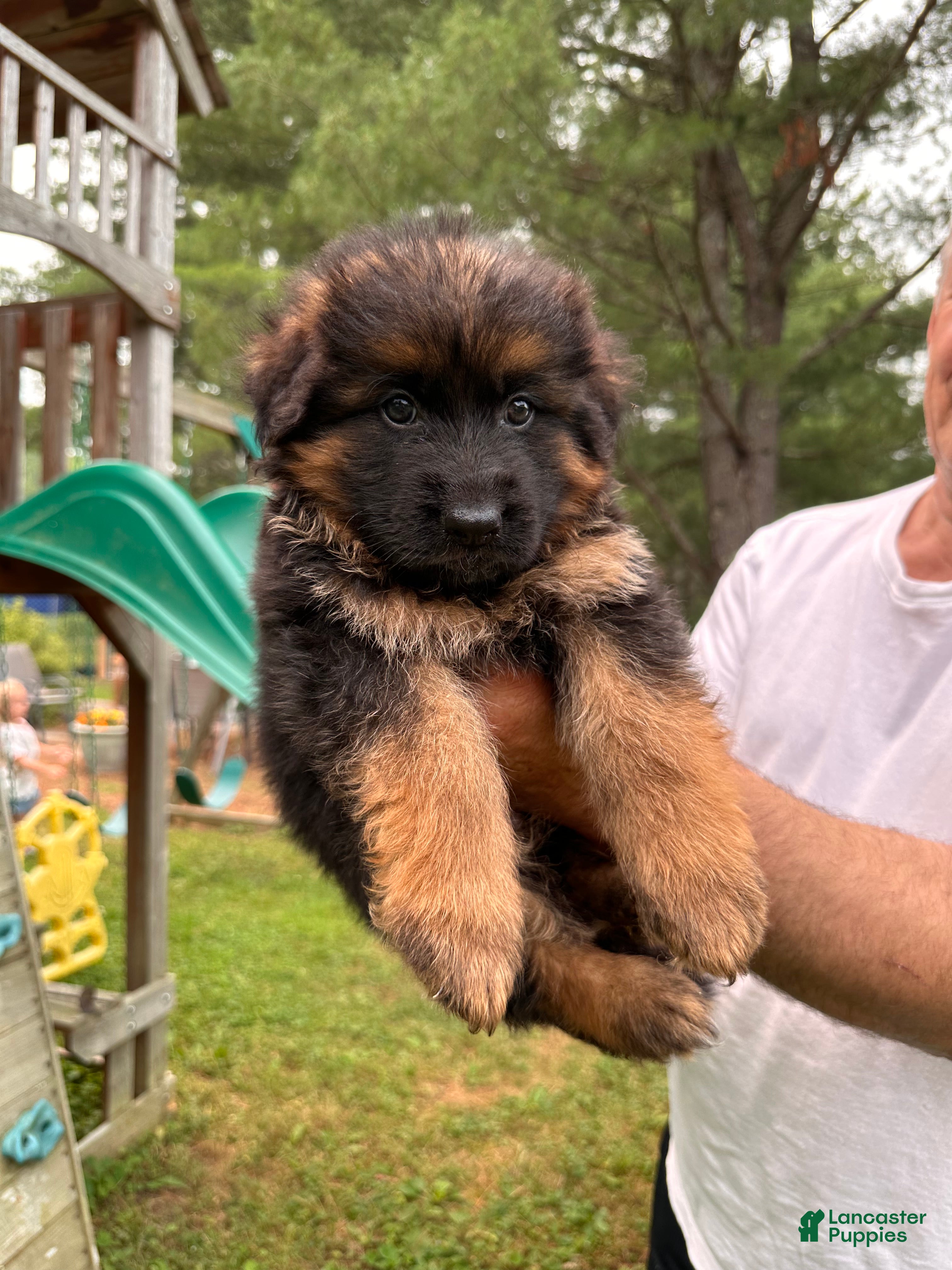 German Shepherd dogs Fluffball - Ad 1