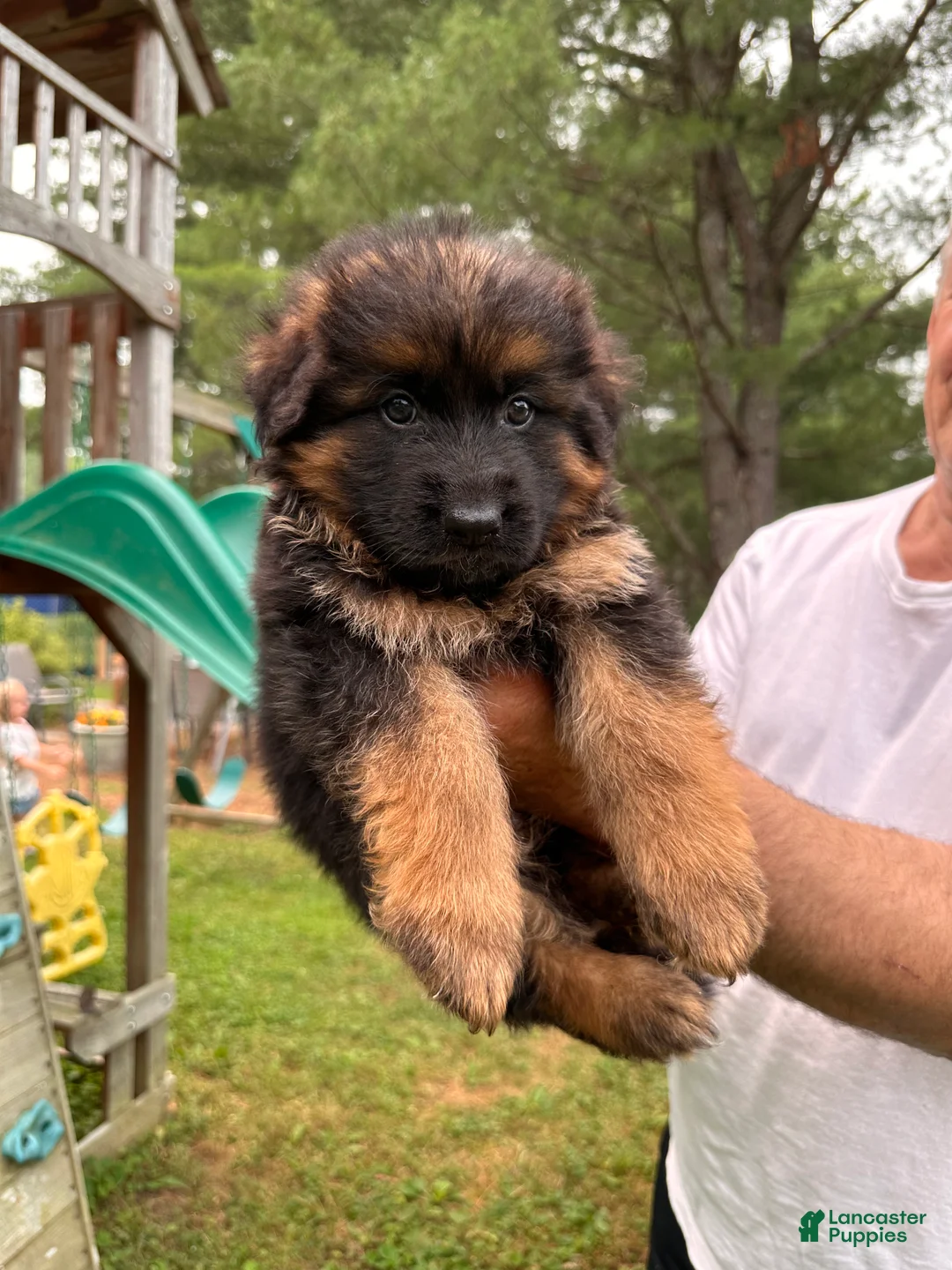 German Shepherd dogs for sale: Fluffball - Ad 1