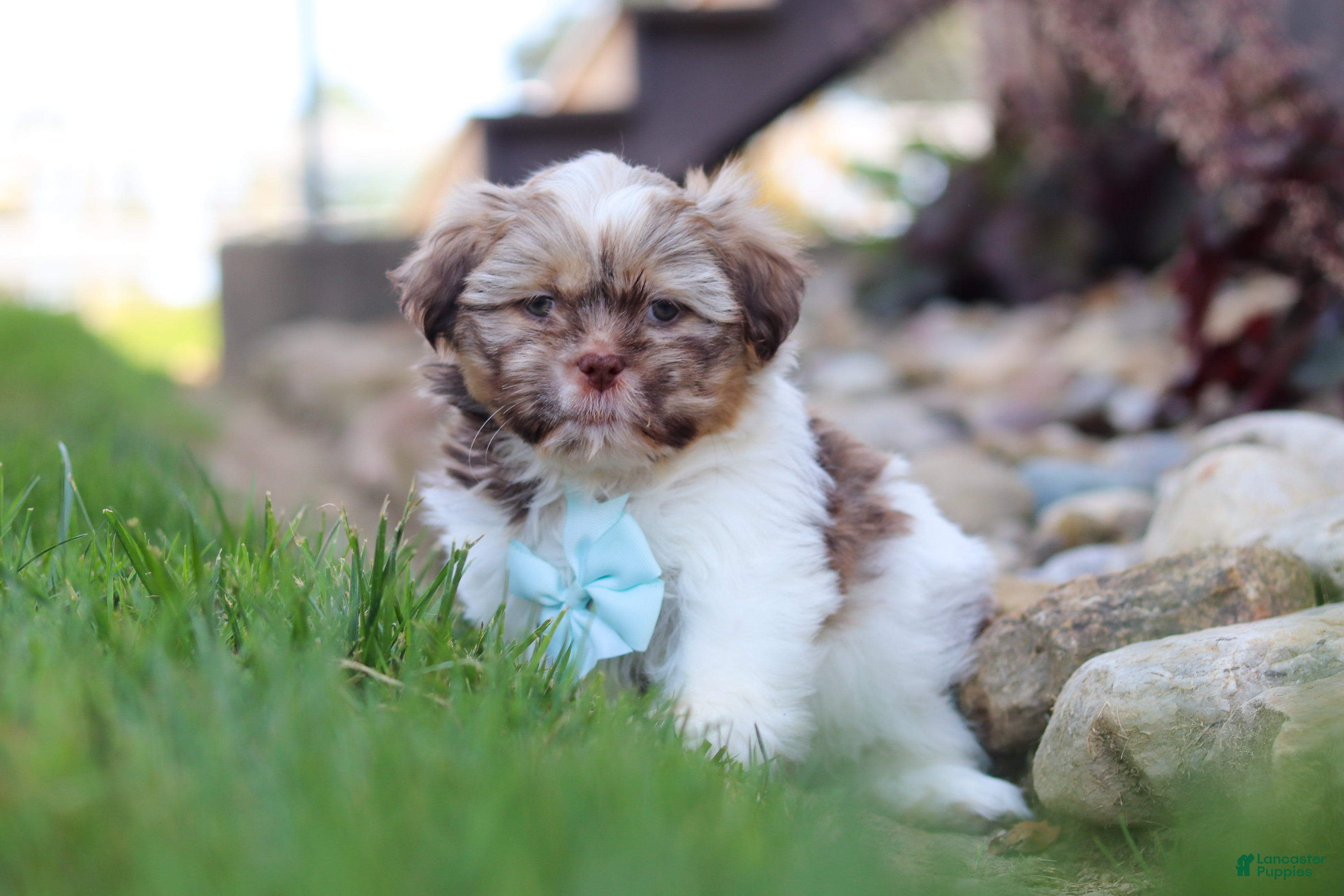 Shih Tzu dogs River - Ad 2