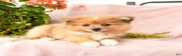Pomeranian dogs for sale: Macey - Ad 2