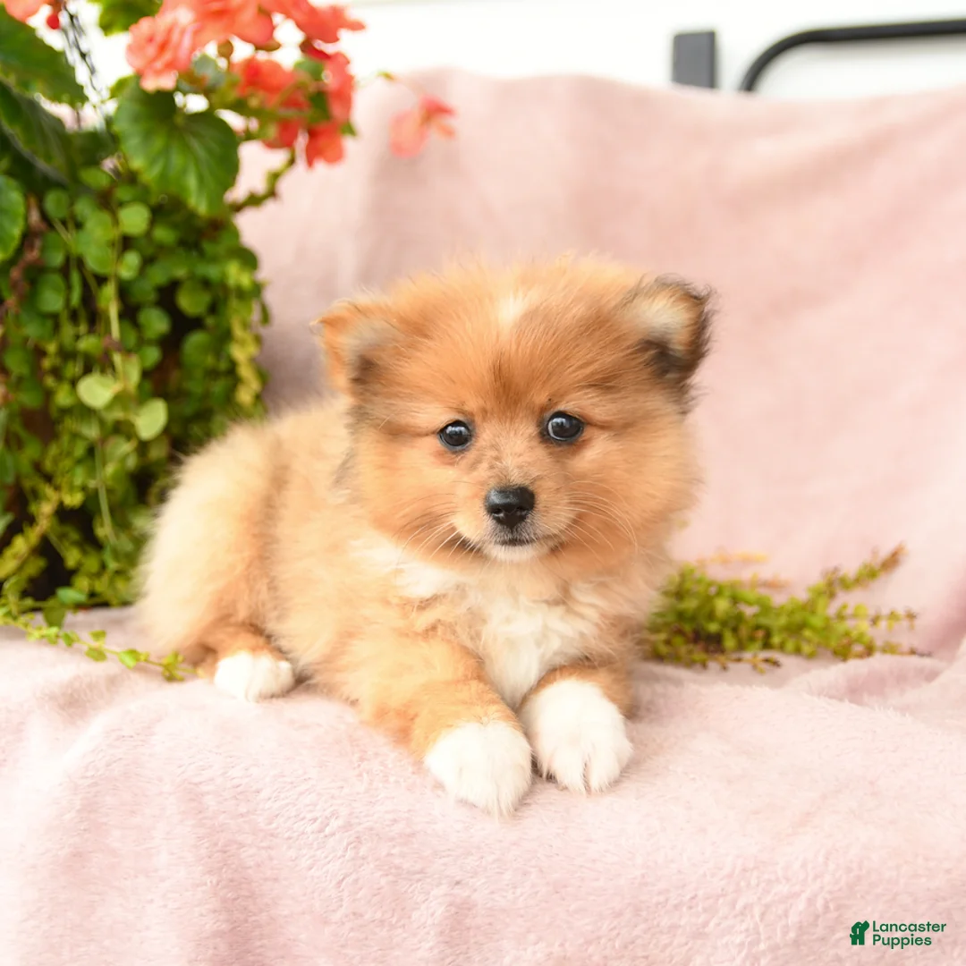 Pomeranian dogs for sale: Macey - Ad 2