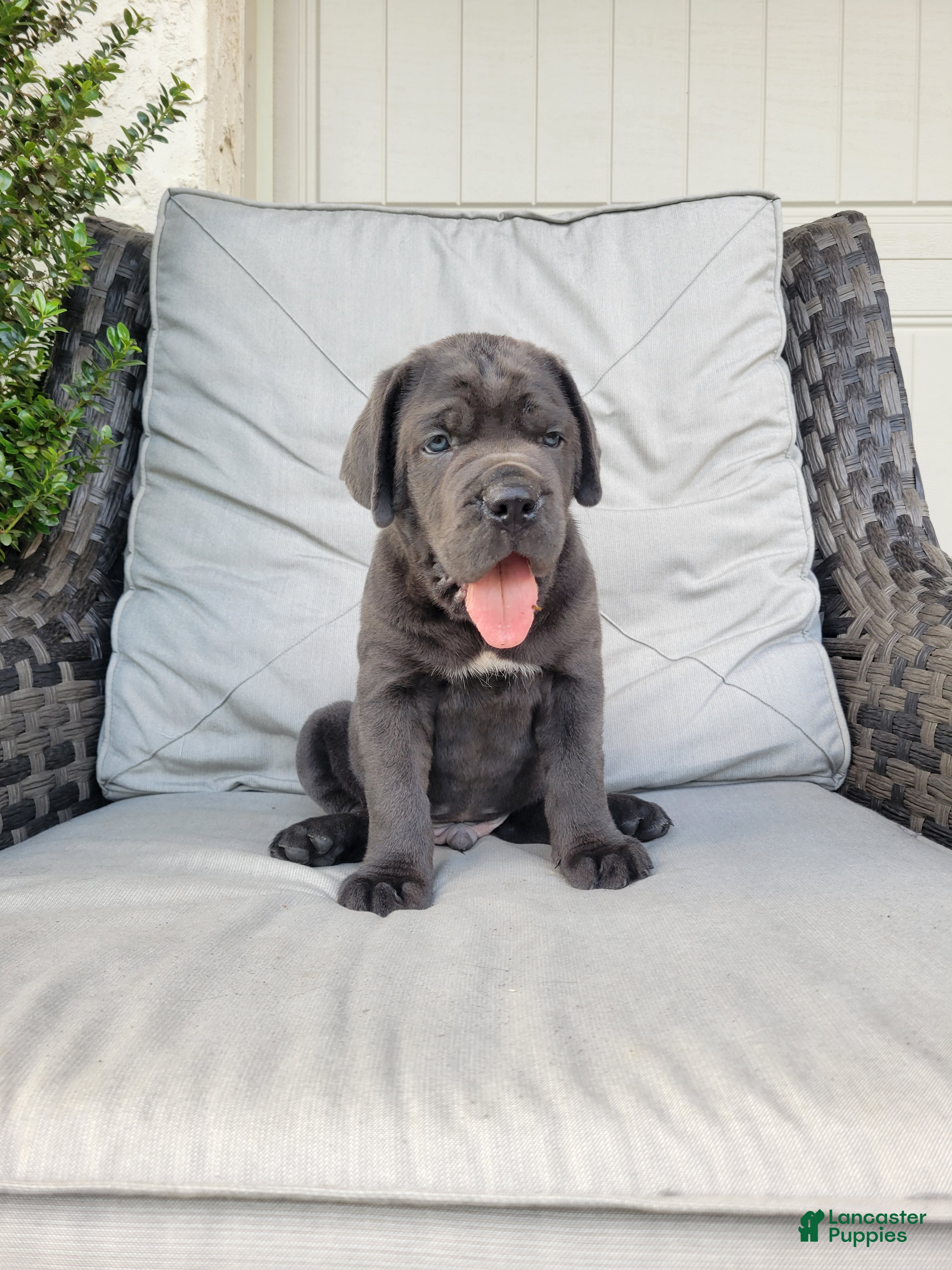 Cane Corso dogs Max - Ad 1