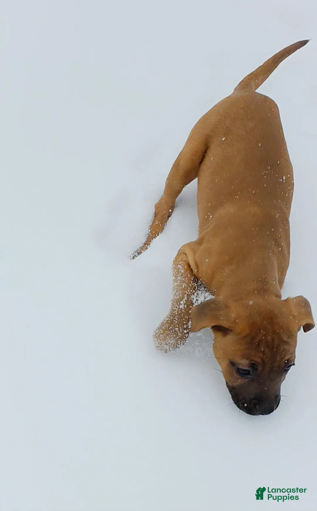 Mixed Breed dogs for sale: Rose 🌹  - Ad 6