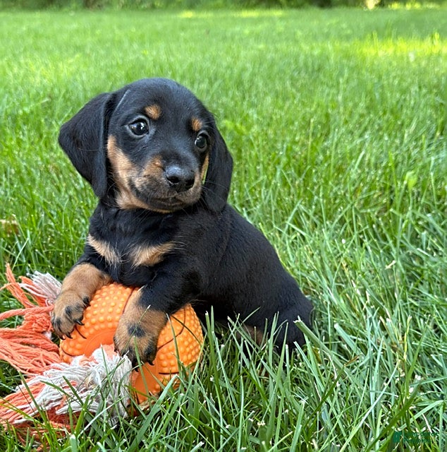 Dachshund dogs Flint - Ad 2