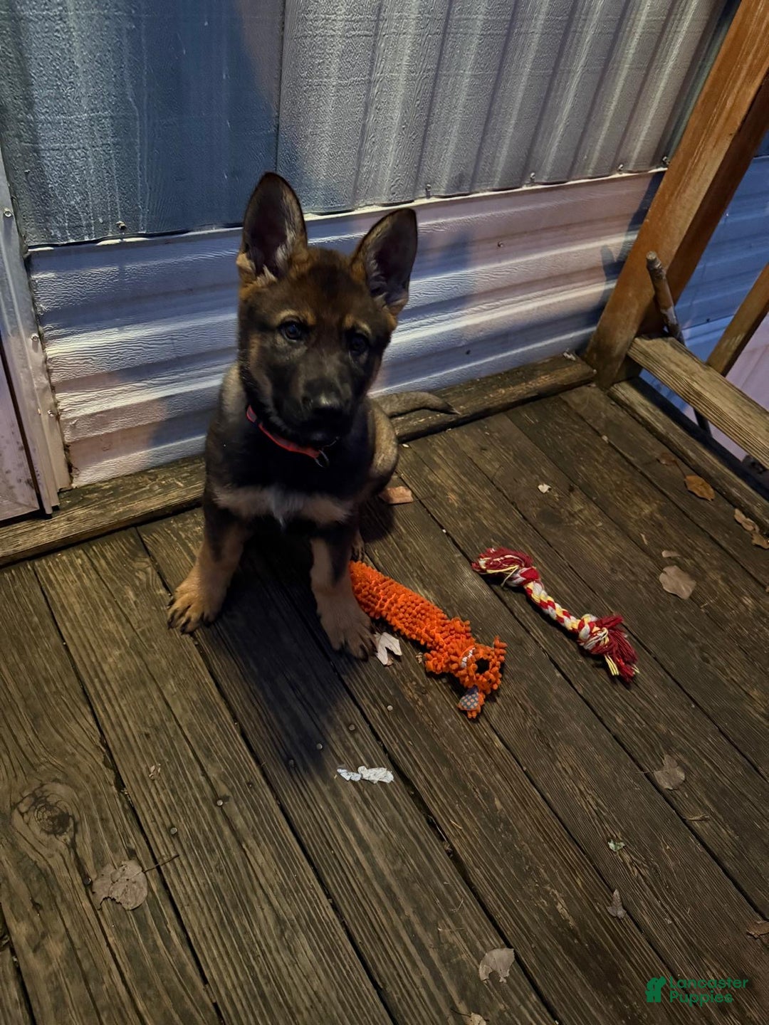 German Shepherd dogs for sale: German Shepherd Puppy 1 - Ad 2