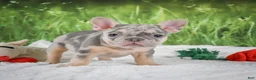 French Bulldog dogs for sale: Luna - Ad 6