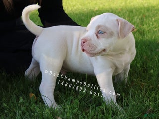 American Bully dogs American Bully Puppy 1 - Ad 42