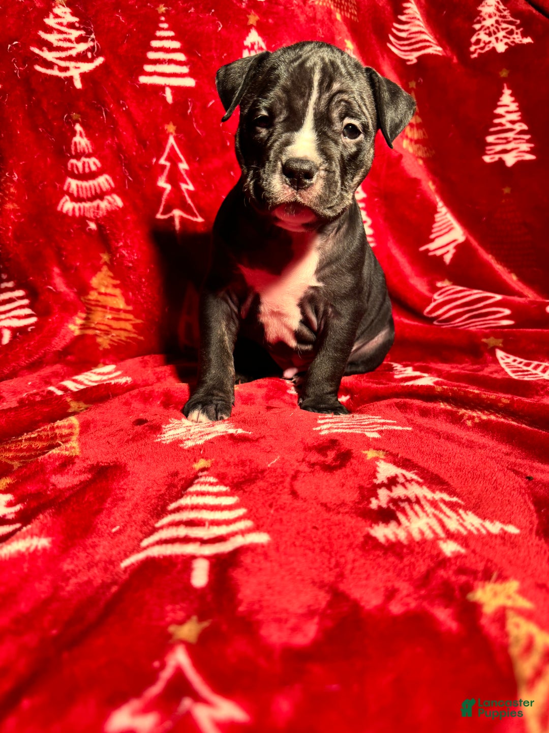 American Bully dogs for sale: American Bully Puppy 2 - Ad 2