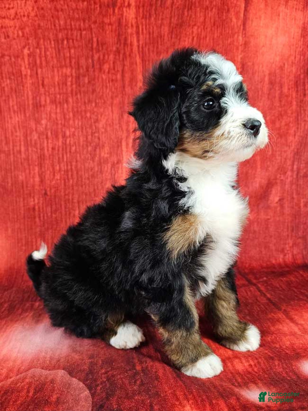 Mini Bernedoodle dogs for sale: Louise - Ad 2