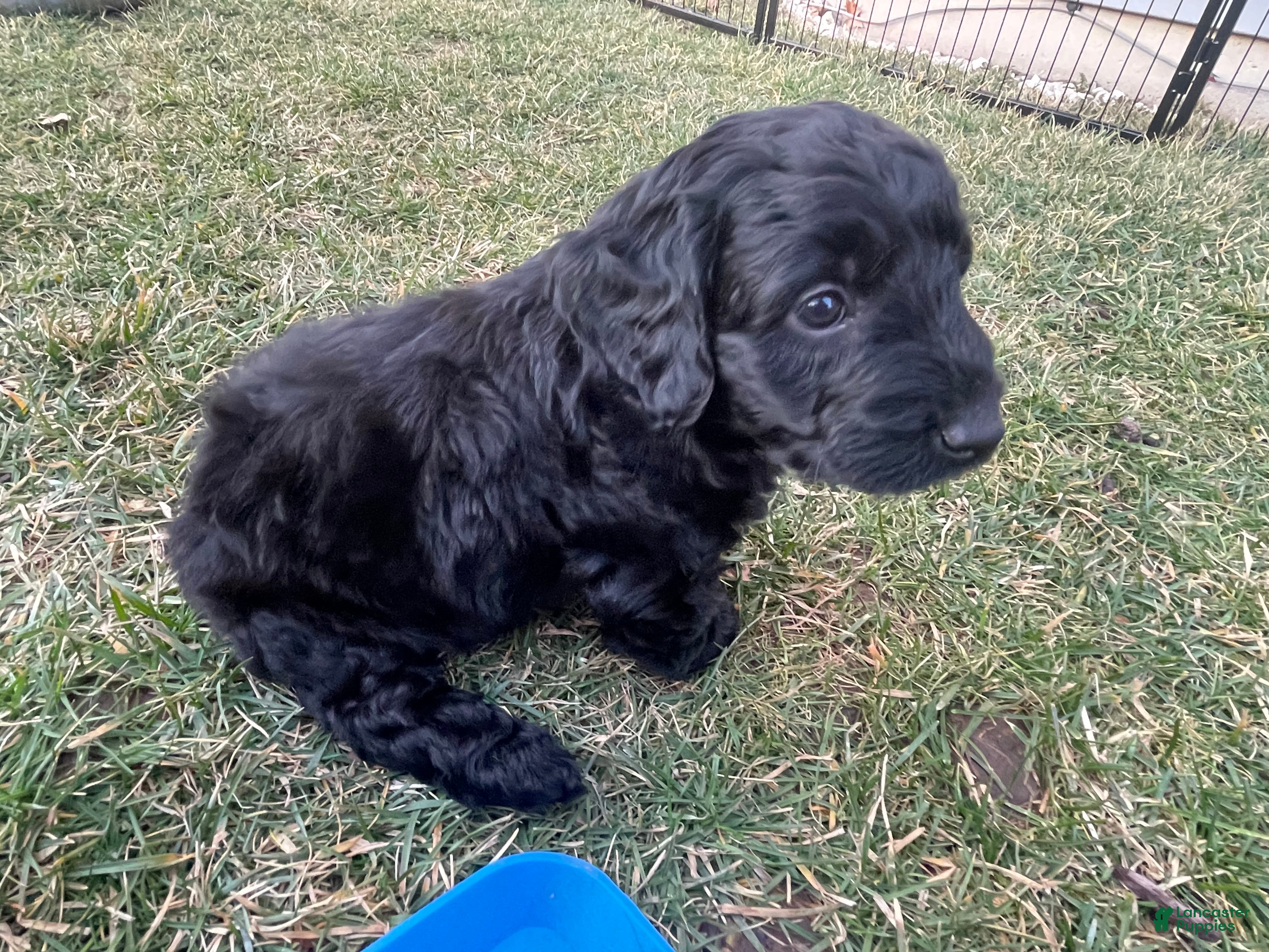 Labradoodle dogs Sailor - Ad 2