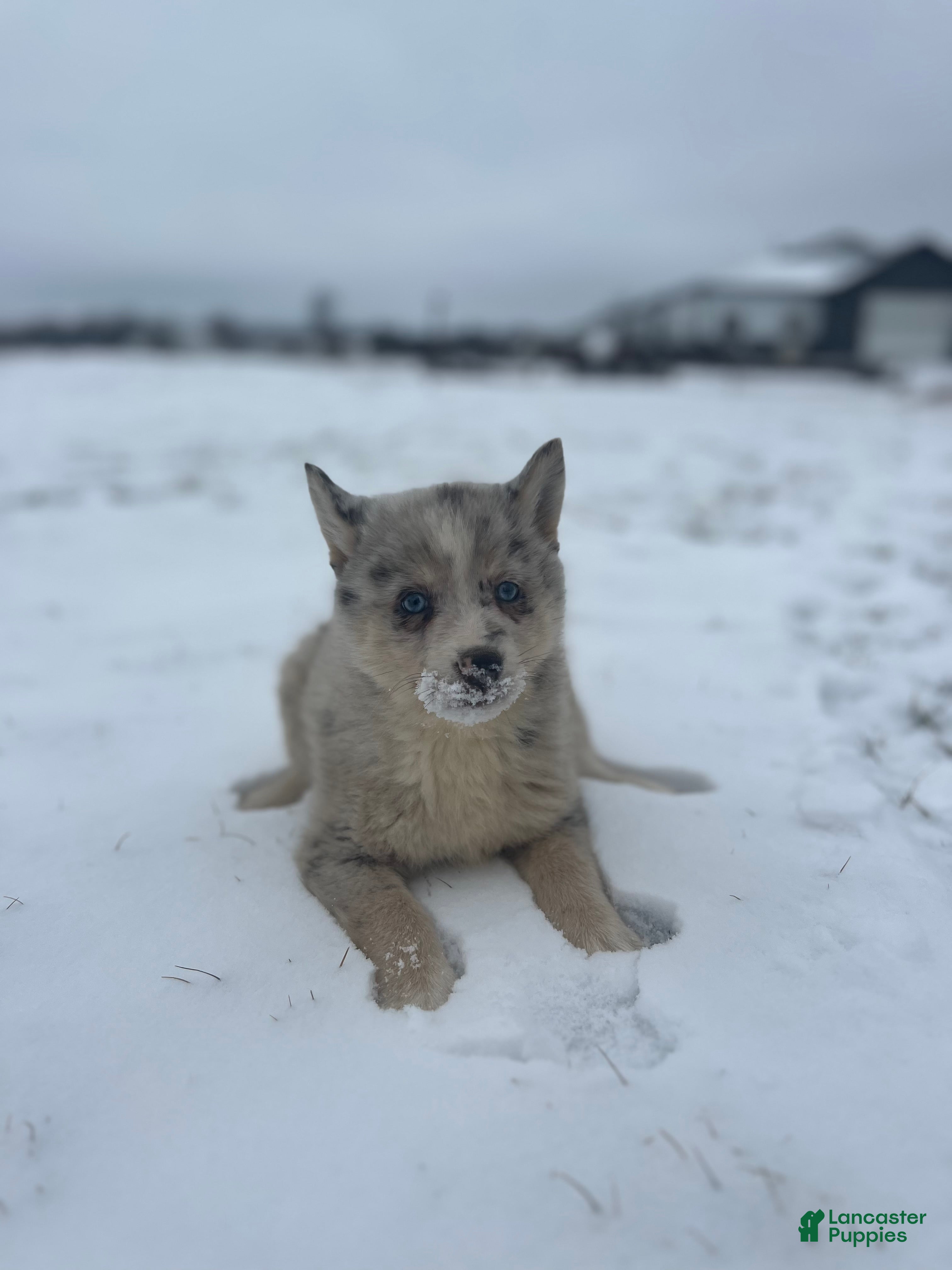 Pomsky dogs Tanner - Ad 1