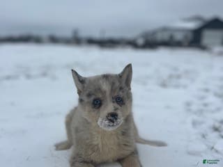 Pomsky dogs Tanner - Ad 2