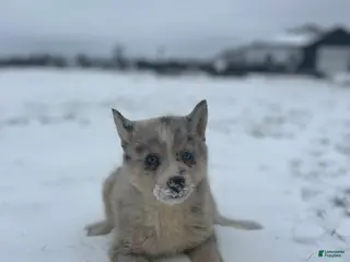 Pomsky dogs Tanner - Ad 19