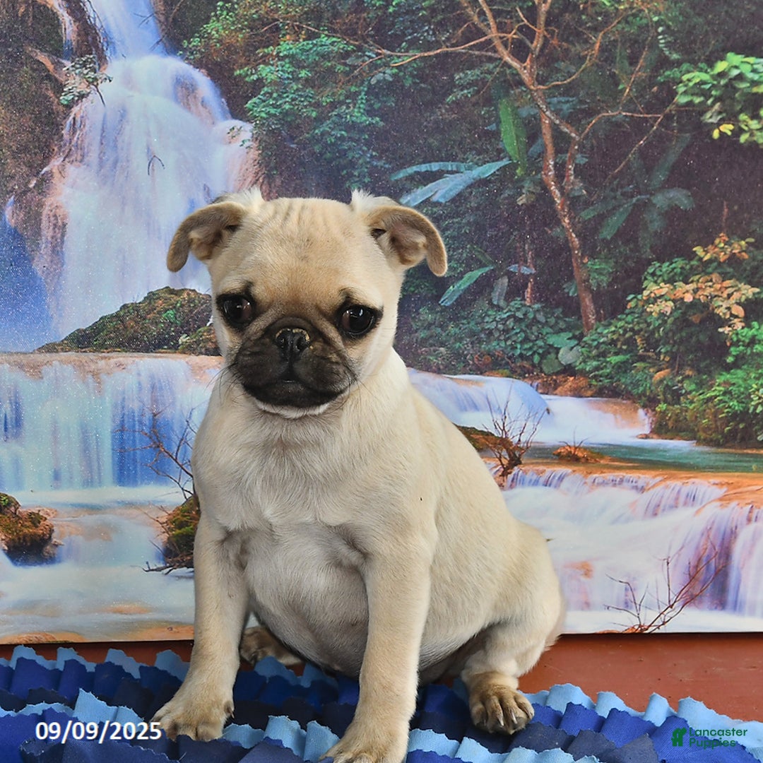 Pug dogs for sale: Wee Willy Winkie - Ad 17