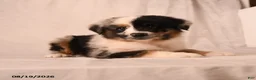 Miniature Australian Shepherd dogs for sale: Pippin - Ad 4