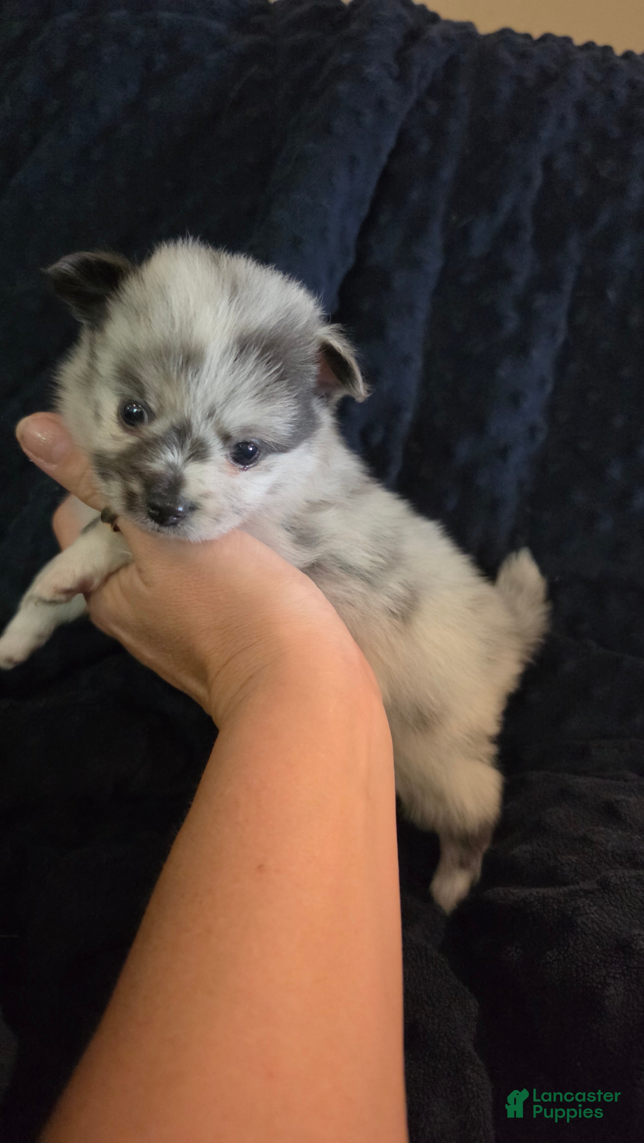Pomchi dogs 1 white merle 3/4 pom 1/4 chi - Ad 16