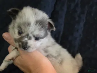 Pomchi dogs 1 white merle 3/4 pom 1/4 chi - Ad 9