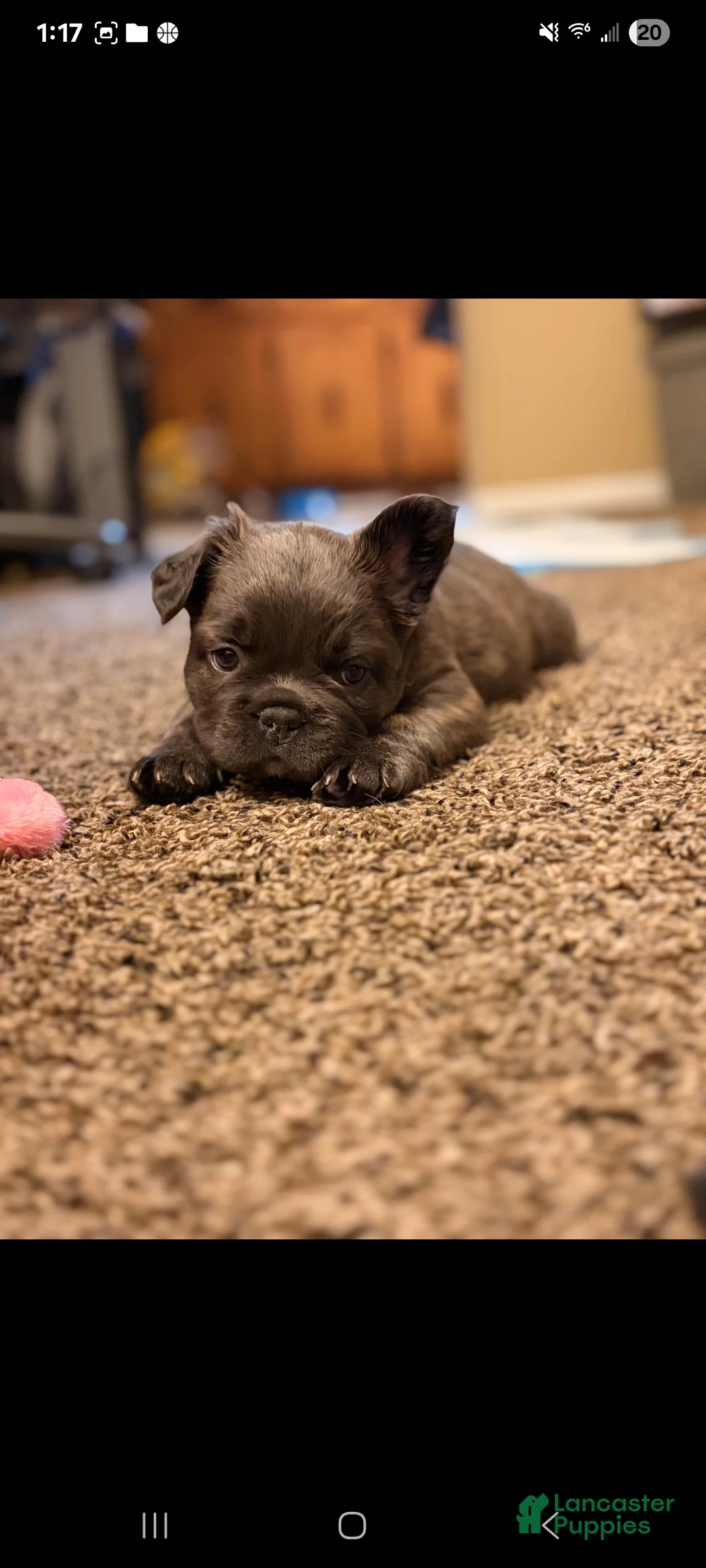 French Bulldog dogs for sale: Stormy - Ad 10