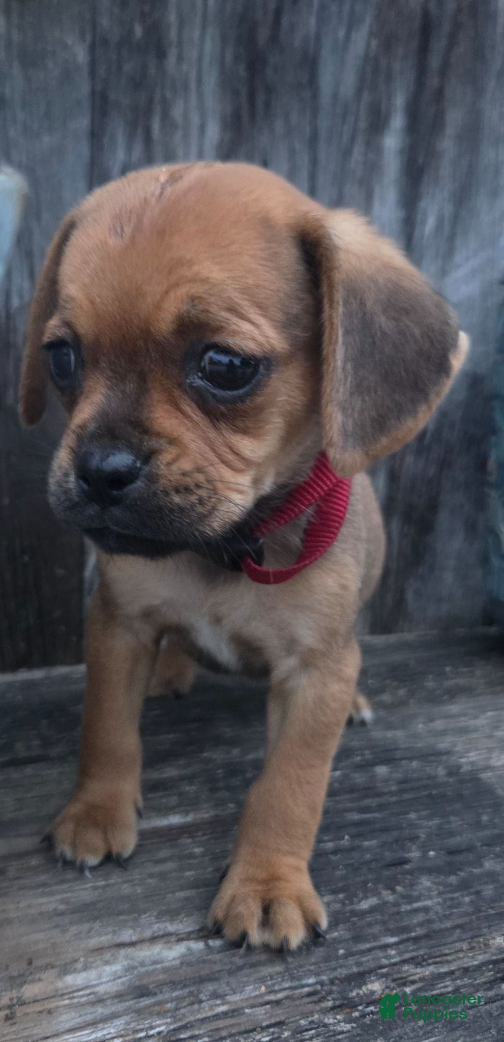 Puggle dogs Smudge - Ad 1