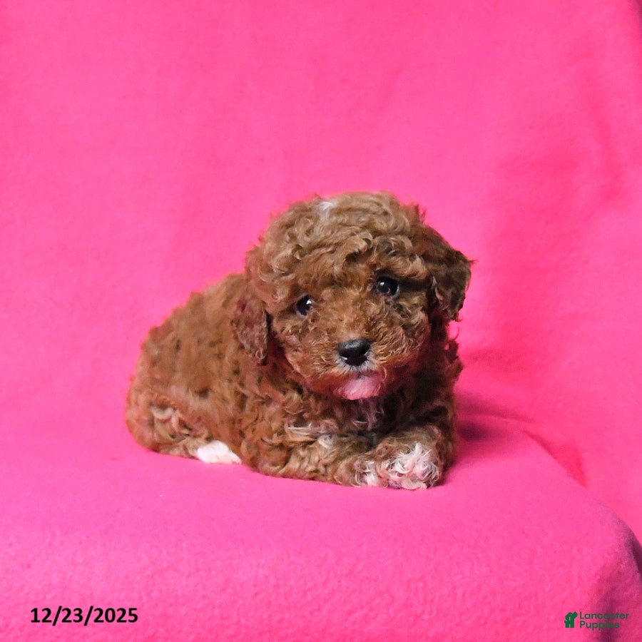 Toy Poodle dogs Ruby - Ad 8