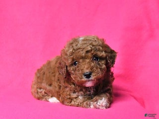 Toy Poodle dogs Ruby - Ad 10