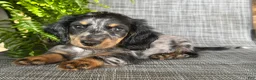 Dachshund dogs for sale: Sara - Ad 3