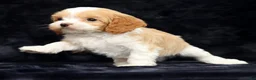 Cavapoo dogs for sale: Shawn - Ad 6