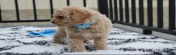Bichpoo dogs for sale: Travis - Ad 5