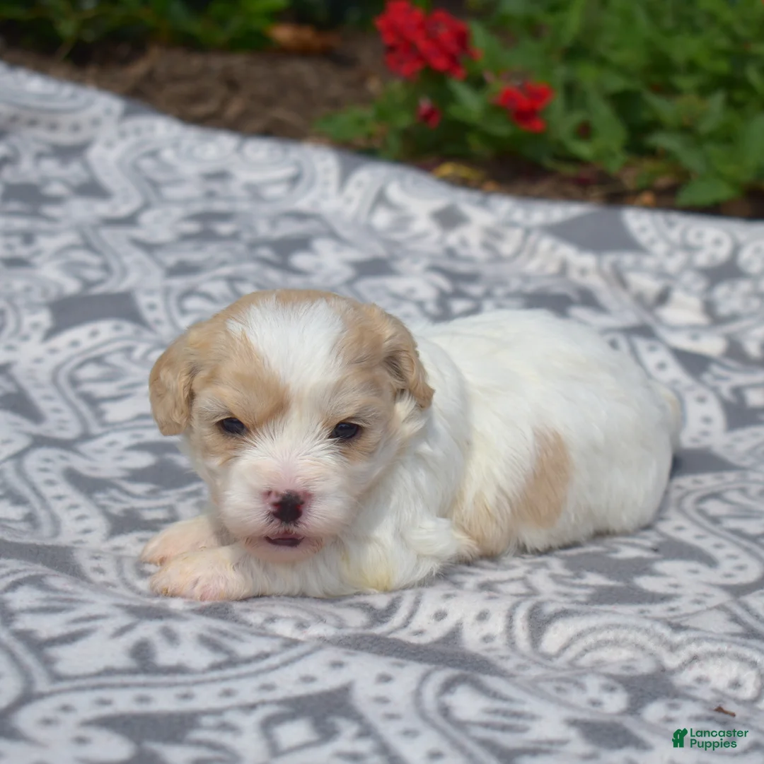 Cavachon dogs for sale: Ember - Ad 7