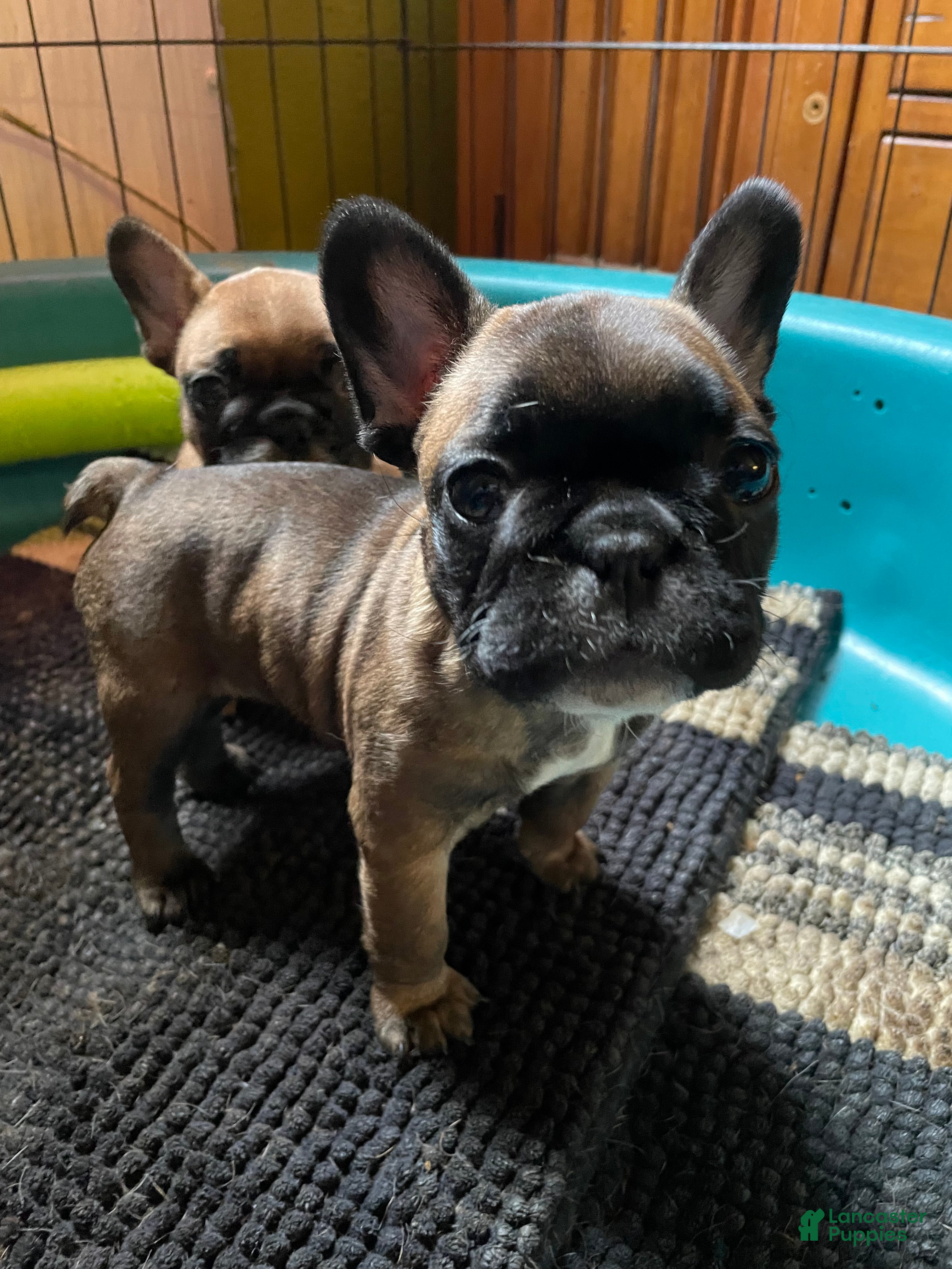 French Bulldog dogs Jovia - Ad 26