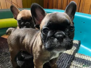 French Bulldog dogs Jovia - Ad 2