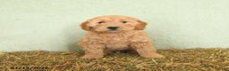 Mini Goldendoodle dogs for sale: Baylor  - Ad 3