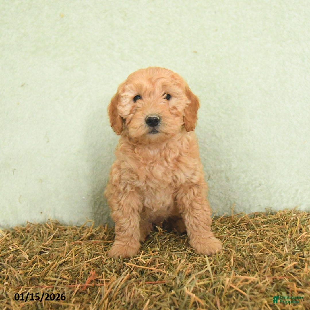 Mini Goldendoodle dogs for sale: Baylor  - Ad 3