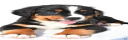 Bernese Mountain Dog dogs for sale: Piper - Ad 4