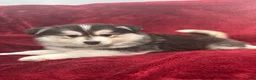 Pomsky dogs for sale: Gio - Ad 1