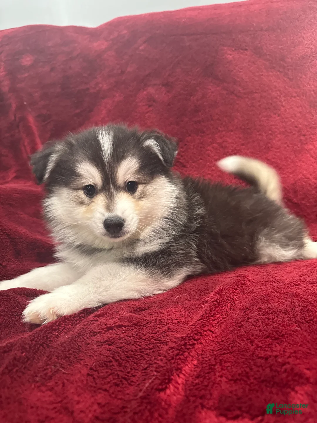 Pomsky dogs for sale: Gio - Ad 1
