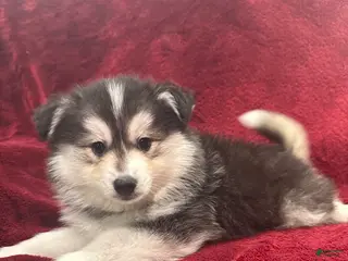 Pomsky dogs Gio - Ad 5