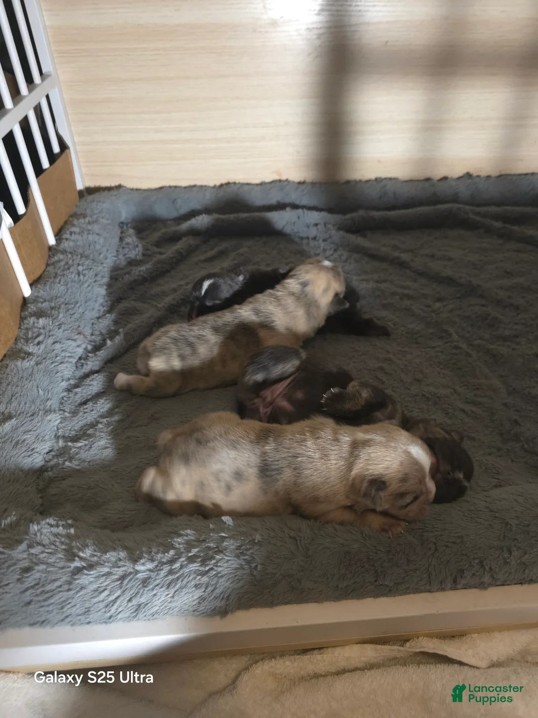 French Bulldog dogs for sale: French Bulldog Puppy 5 - Ad 2