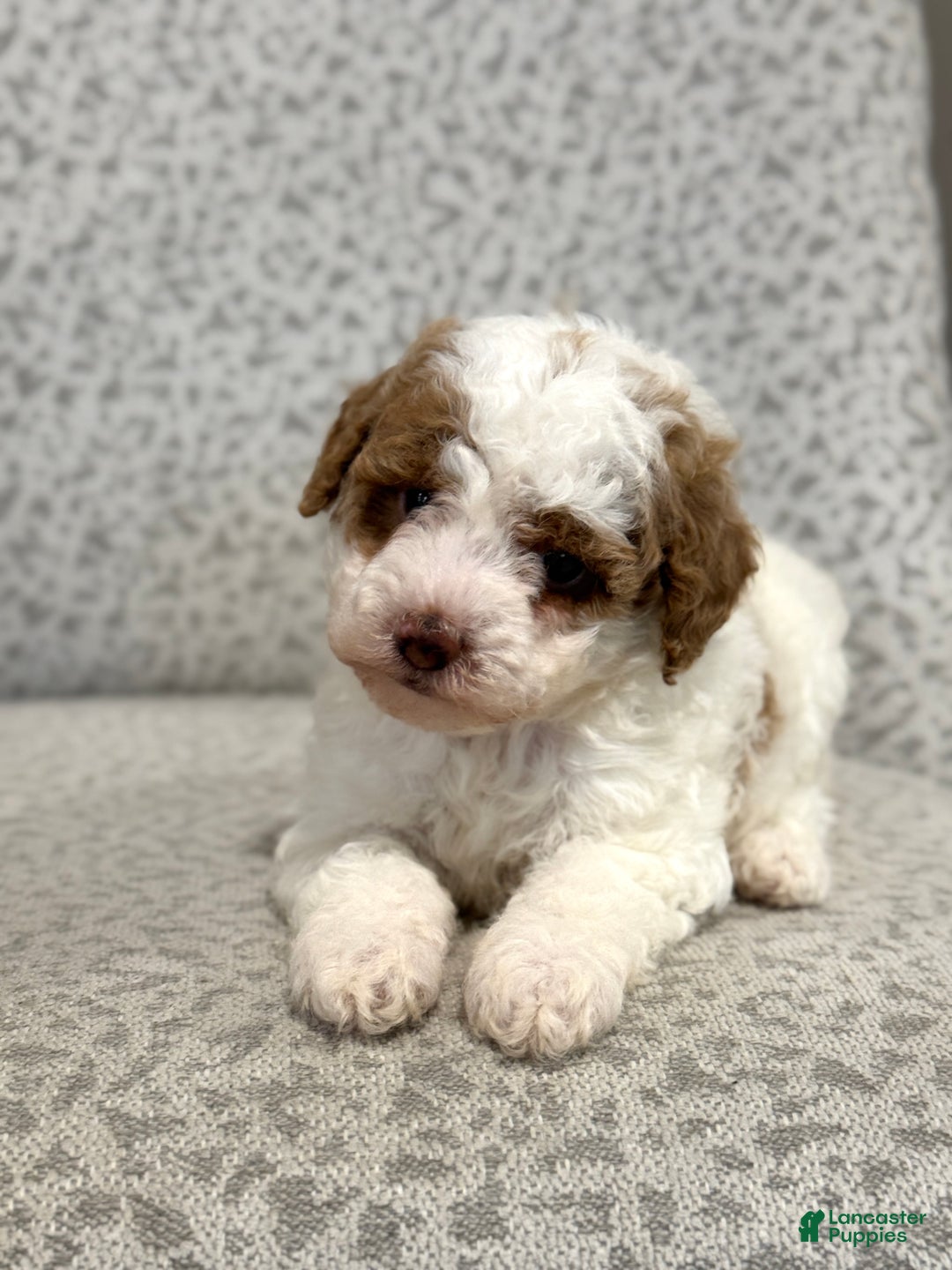 Miniature Poodle dogs for sale: Josie  - Ad 8