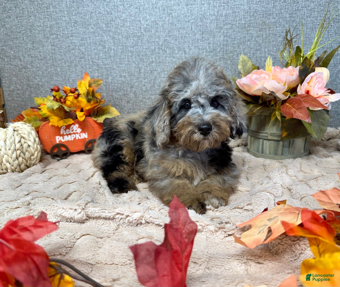 Toy Poodle dogs for sale: Ally - Ad 2