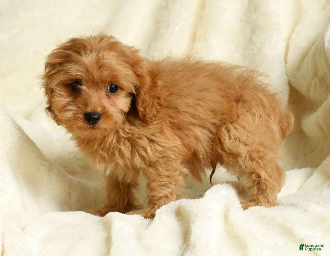 Cockapoo dogs for sale: Rocky - Ad 6